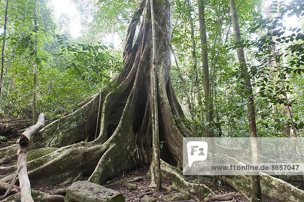 Weit ausgreifende Brettwurzeln unter Blätterdach  Baumriese  Dschungel  Urwald  tropischer Regenwald  Nationalpark Khao Yai  Provinz Nakhon Ratchasima  Thailand