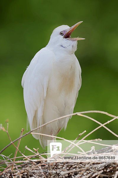 Kuhreiher (Bubulcus ibis) im Nest Frankreich