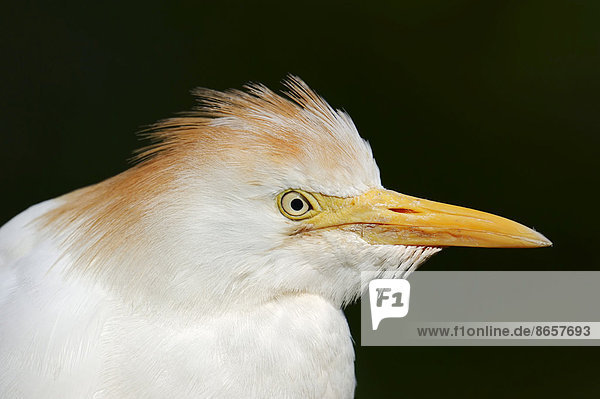 Kuhreiher (Bubulcus ibis) im Prachtkleid Portrait Frankreich