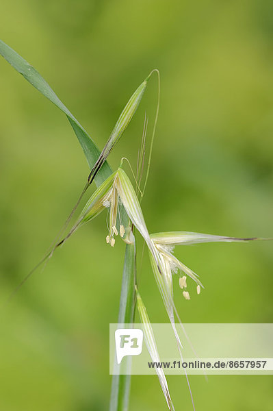 Tauber Hafer (Avena sterilis) Blüten Provence Südfrankreich Frankreich