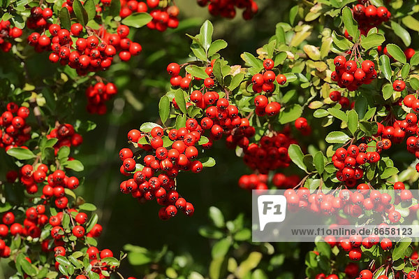 Feuerdorn (Pyracantha spec.) mit Beeren Nordrhein-Westfalen Deutschland