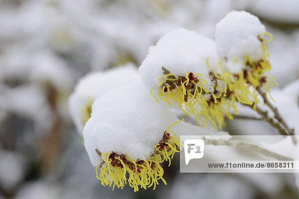 Zaubernuss (Hamamelis mollis 'Pallida')  schneebedeckt  Emsland  Niedersachsen  Deutschland