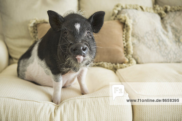 Ein Hängebauchschwein  das auf den Kissen eines Sofas in einem eleganten Herrenhaus sitzt.