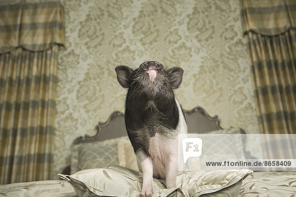 A pot bellied pig on a large bed with carved headboard and pillows  in a large mansion  an elegant home. A domestic pet.
