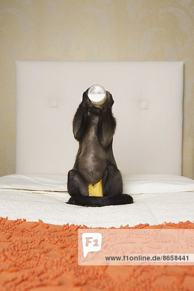 A capuchin monkey seated on a bed in a bedroom drinking from a bottle.