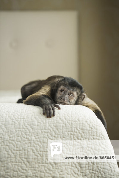 A capuchin monkey lying on a bed in a domestic home.