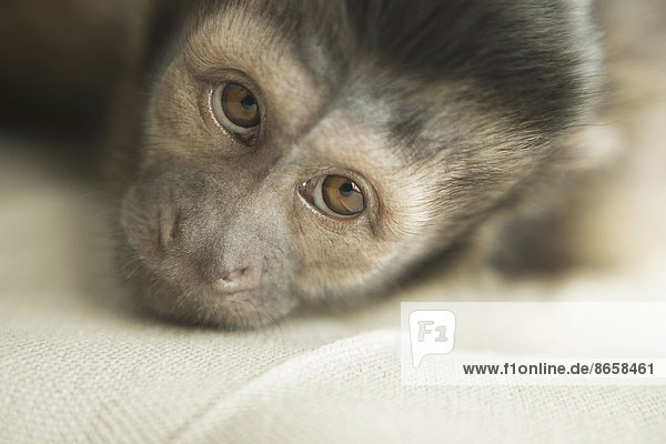 A capuchin monkey in a bedroom  lying on an upholstered chair  looking forlorn.
