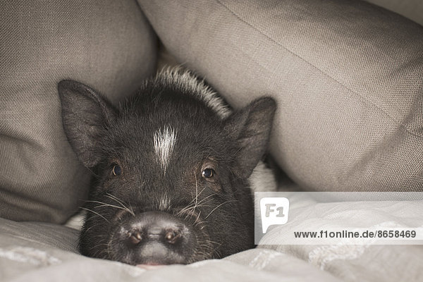 A mini pot bellied pig lying under the covers of a bed.