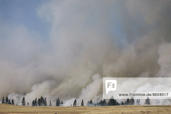 Ein großer Waldbrand in der Nähe von Ellensburg im Bezirk Kittitas. Über den Bäumen aufsteigender Rauch.