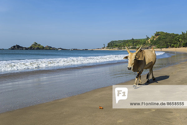 Heilige Kuh unterwegs am Om Beach  Gokarna  Karnataka  Indien