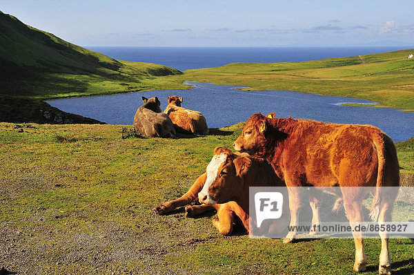 Resting cows with a calf at a vantage point  Neist Point  Ross  Skye and Lochaber  Isle of Skye  Scotland  United Kingdom