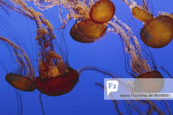 Sea nettle jellyfish  Chrysaora fuscescens scyphozoa  in a water tank  underwater  with long tentacles.