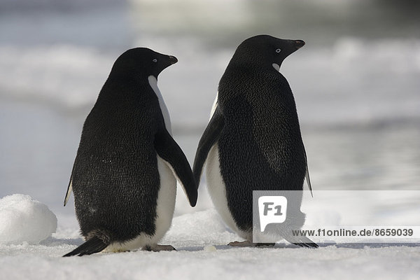 Adelie-Pinguine stehen nebeneinander und berühren Flossen auf der Insel Paulet  Antarktis