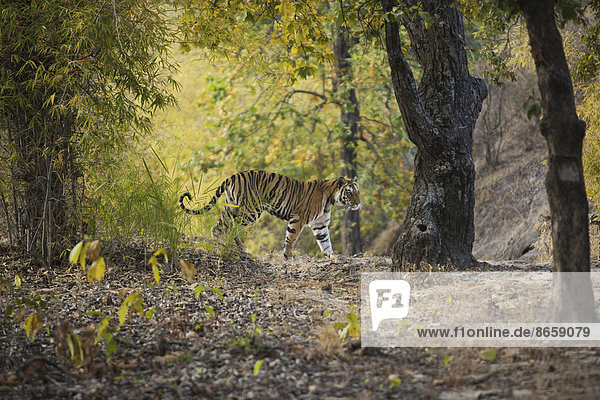 Tiger  Bandhavgarh-Nationalpark  Madhya Pradesh  Indien