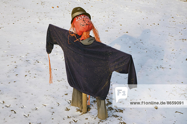 Scarecrow looking up  in the snow  Billwerder  Hamburg  Hamburg  Germany