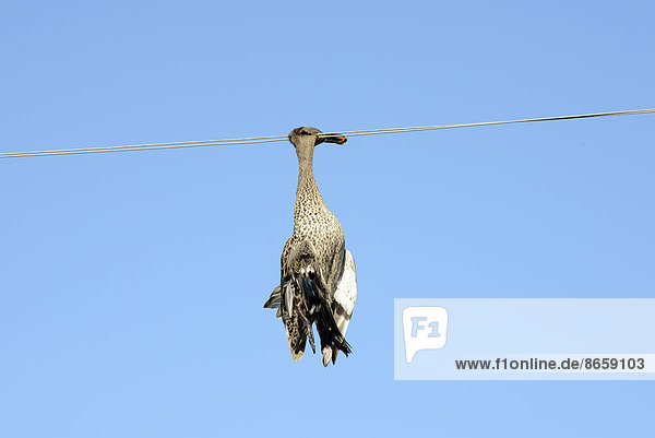 Dead duck hanging on a power line  wildlife accident  Free State Province  South Africa