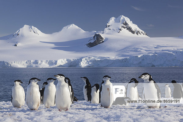 Kinnriemenpinguine auf der Halbmondinsel  auf den Süd-Shetlandinseln  Antarktis