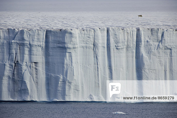 Ein Eisbär  Ursus maritimus  schreitet über das Eis.