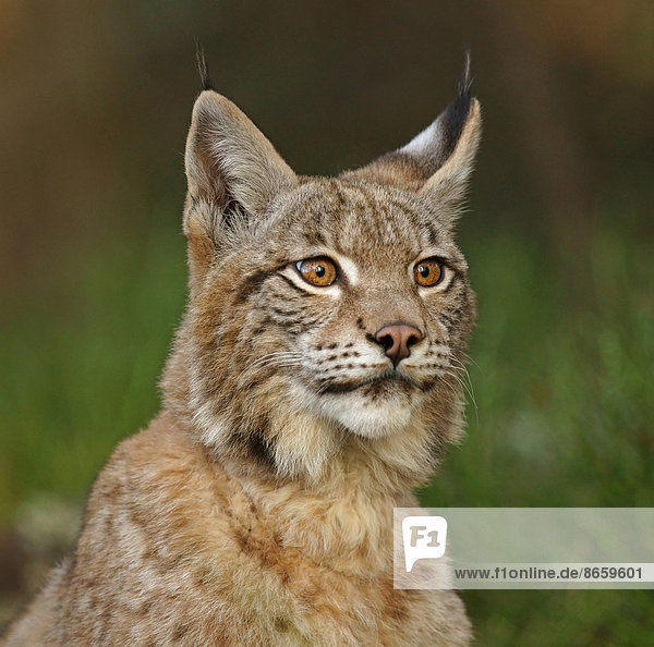 Eurasischer Luchs oder Nordluchs (Lynx lynx)  captive  Tschechien
