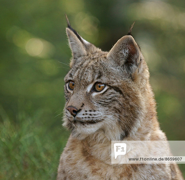 Eurasischer Luchs oder Nordluchs (Lynx lynx),  captive,  Tschechien