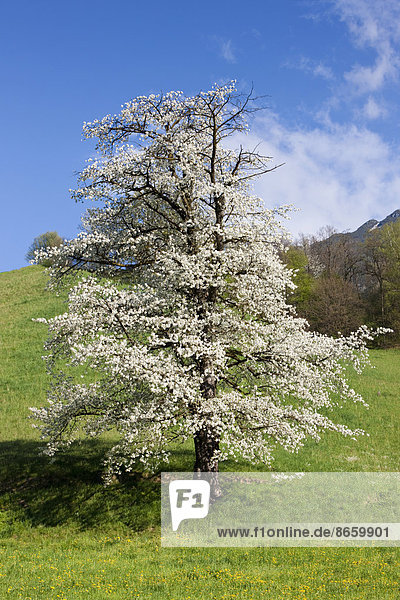 Blühender Kirschbaum  Frühling  Nordtirol  Österreich