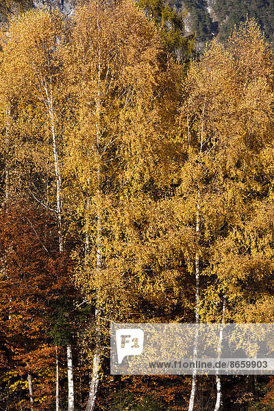 Birkenwald im Herbst  Nordtirol  Österreich