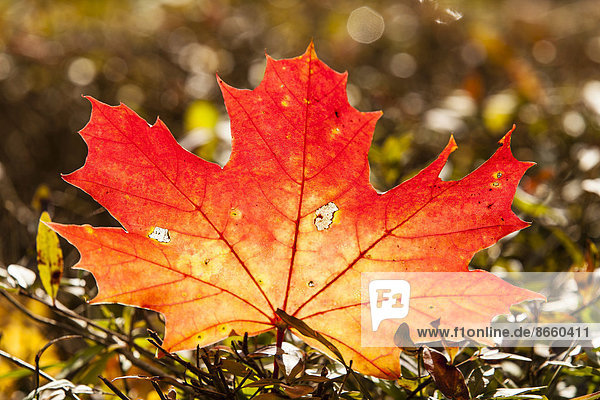Herbstlich verfärbtes Blatt vom Spitzahorn (Acer platanoides)  Hessen  Deutschland
