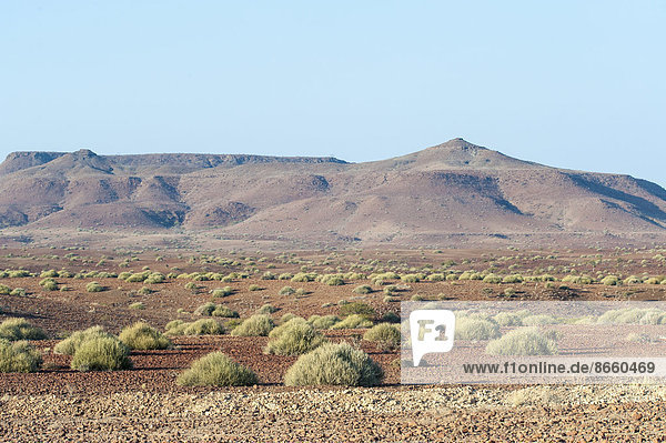 Trocken weite Landschaft mit Besenwolfsmilch oder Melkbos (Euphorbia damarana) und Hügeln  Palmwag  Region Kunene  Namibia
