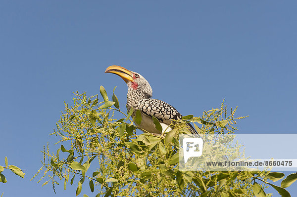 Östlicher Gelbschnabeltoko (Tockus flavirostris) Region Kunene Namibia