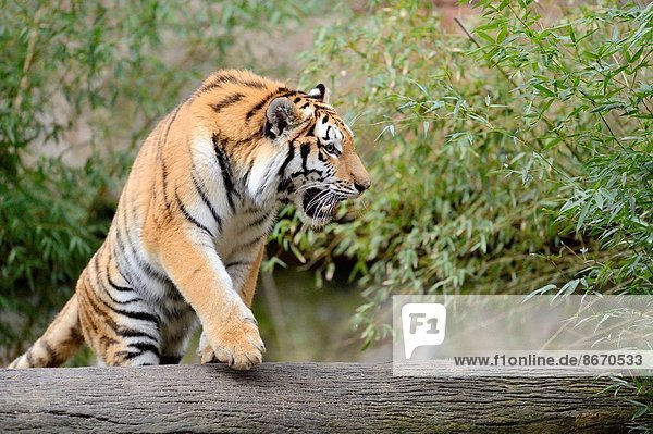 Raubkatze  Tiger  Panthera tigris