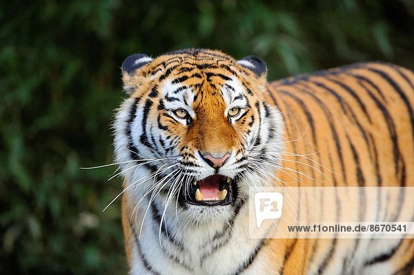 Raubkatze  Tiger  Panthera tigris  Portrait