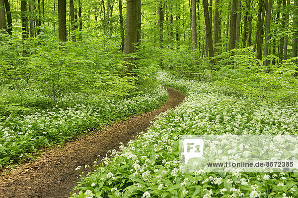 Weg im Frühlingswald  blühender Bärlauch (Allium ursinum)  Nationalpark Hainich  Thüringen  Deutschland