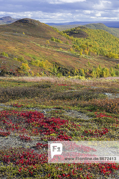 Vegetation in Herbstfarben  Vindelfjällen  Västerbottens län  Schweden