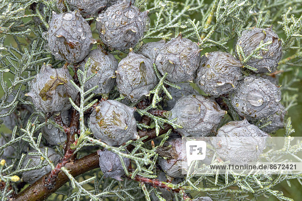 Cypress (Cypressus sp.) cones during rain Canton of Tessin Switzerland