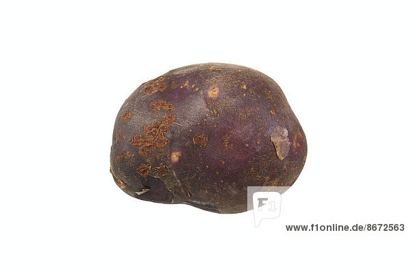 'Potato ''Schwarze Ungarin'' variety'