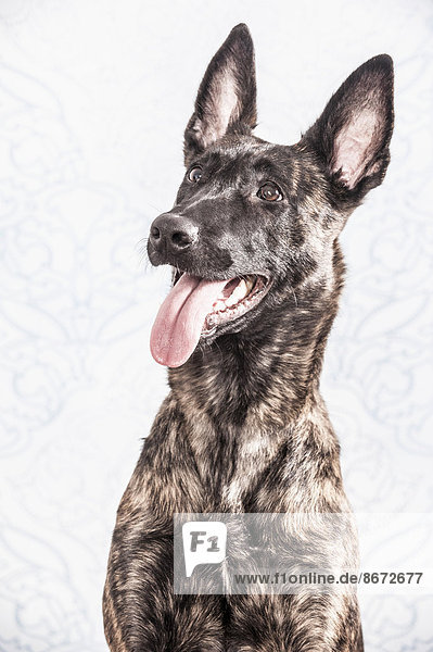 Portrait Hund niederländisch Schafhirte