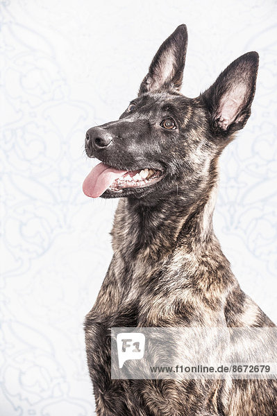 Portrait Hund niederländisch Schafhirte