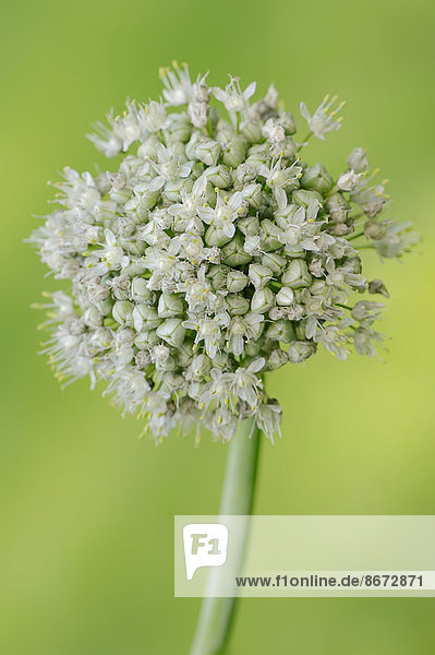 Zwiebel oder Steckzwiebel (Allium cepa) Blüte Deutschland