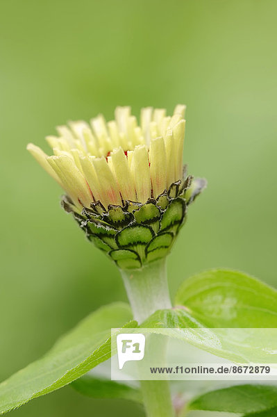 Zinnie (Zinnia elegans Zinnia violacea) Blüte Deutschland