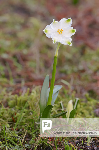 Märzbecher  Märzenbecher  Frühlings-Knotenblume (Leucojum vernum)  Nordrhein-Westfalen  Deutschland