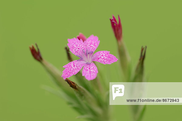 Raue Nelke (Dianthus armeria) Blüte Nordrhein-Westfalen Deutschland
