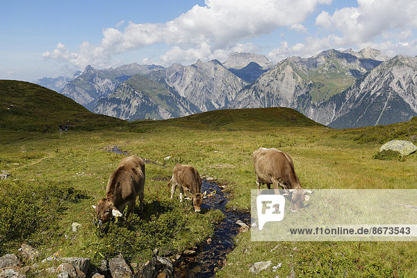 Kühe und Bergbach am Sonnenkopf  Eisentaler Gruppe  Verwall  hinten Lechquellengebirge  Vorarlberg  Österreich