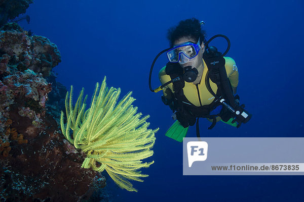 Scuba diver looking at a yellow Feather Star (Crinoidea)  Philippines