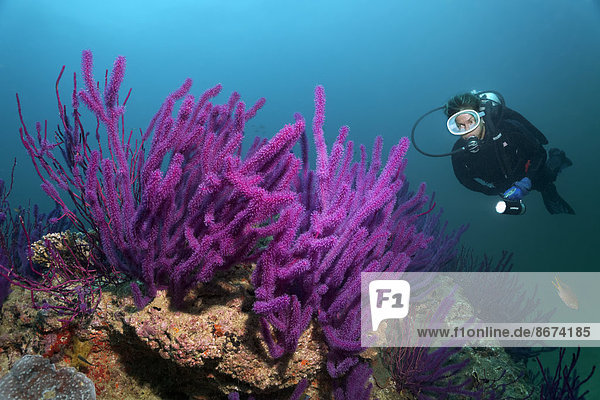 Taucher betrachtet Purpurrote Katzenschwanz-Koralle  oder Rutengorgonie (Ellisella sp.)  Daymaniyat Inseln Naturreservat  Provinz al-Batina  Sultanat von Oman