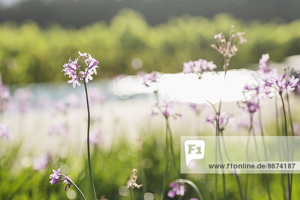 Nahaufnahme von violetten Blüten auf dem Feld