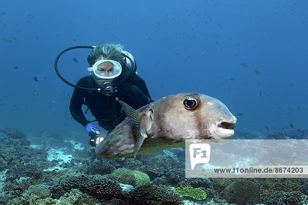 Taucher beobachtet Braunrücken-Igelfisch (Chilomycterus reticulatus)  im Korallenriff  Daymaniyat Inseln Naturreservat  Provinz al-Batina  Sultanat von Oman