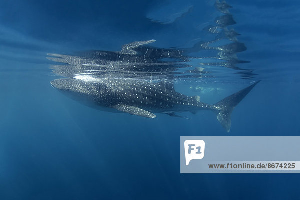 Whale Shark (Rhincodon typus) just below the surface  Dimaniyat Islands nature reserve  Al Batinah region  Oman