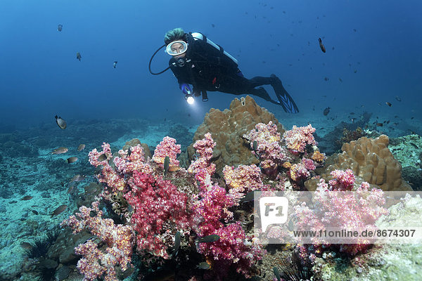 Taucher betrachtet Korallenriff mit verschiedenen Weichkorallen und Steinkorallen  Daymaniyat Inseln Naturreservat  Provinz al-Batina  Sultanat von Oman
