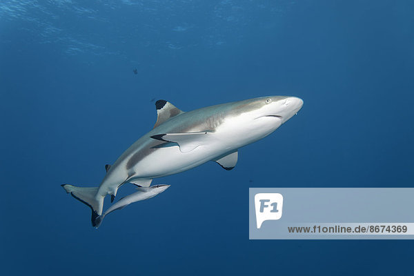 Schwarzspitzen-Riffhai (Carcharhinus melanopterus)  und Gestreifter Schiffshalter (Echeneis naucrates)  Daymaniyat Inseln Naturreservat  Provinz al-Batina  Sultanat von Oman