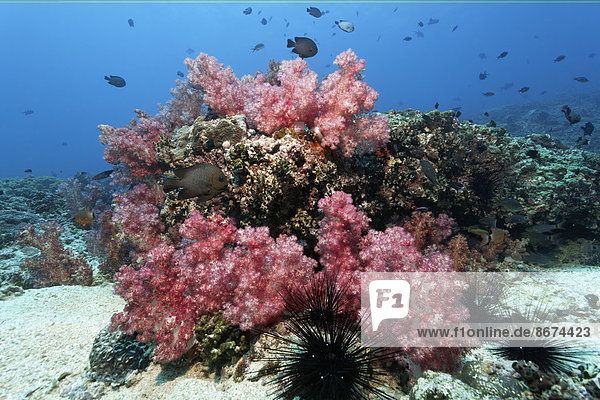 rot Koralle Nelke Diademseeigel Oman Riff